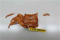 藏品(白紋方蟹)的圖片